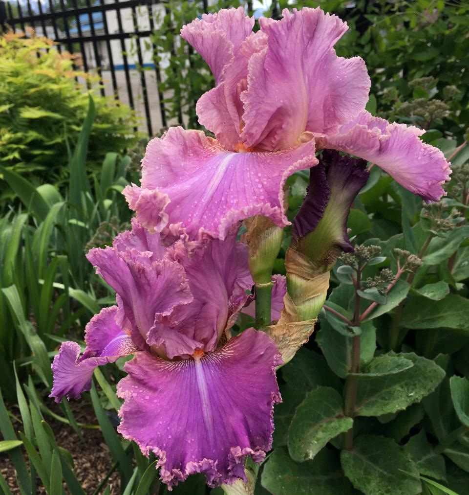 Photo of Tall Bearded Iris (Iris 'Kaligazam') uploaded by MaryDurtschi