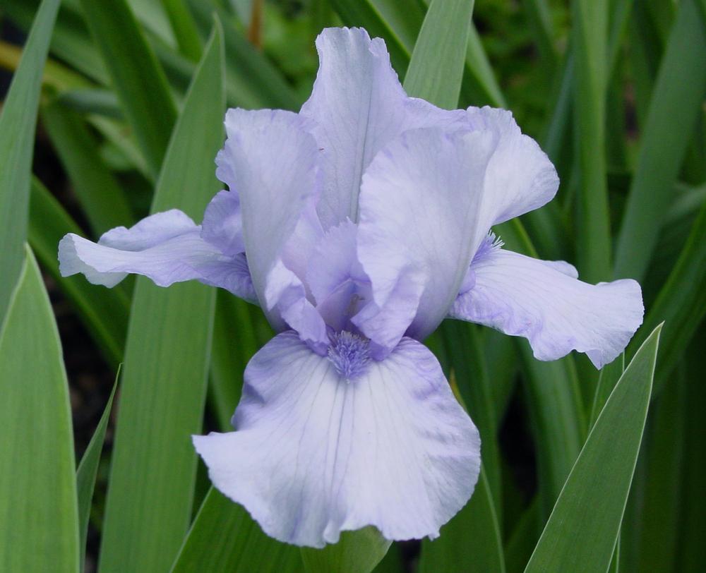 Photo of Intermediate Bearded Iris (Iris 'Az Ap') uploaded by MaryDurtschi