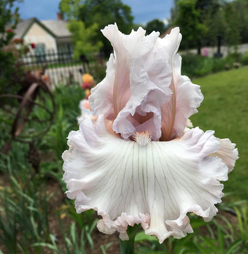 Photo of Tall Bearded Iris (Iris 'Rite of Passage') uploaded by MaryDurtschi