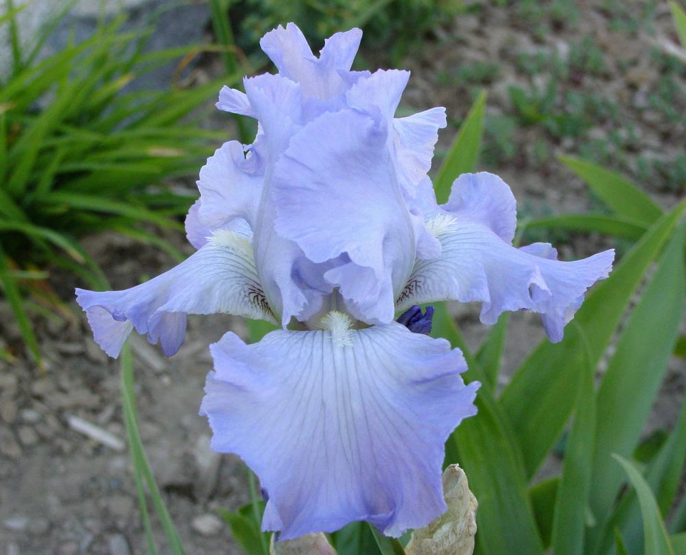 Photo of Tall Bearded Iris (Iris 'Babbling Brook') uploaded by MaryDurtschi