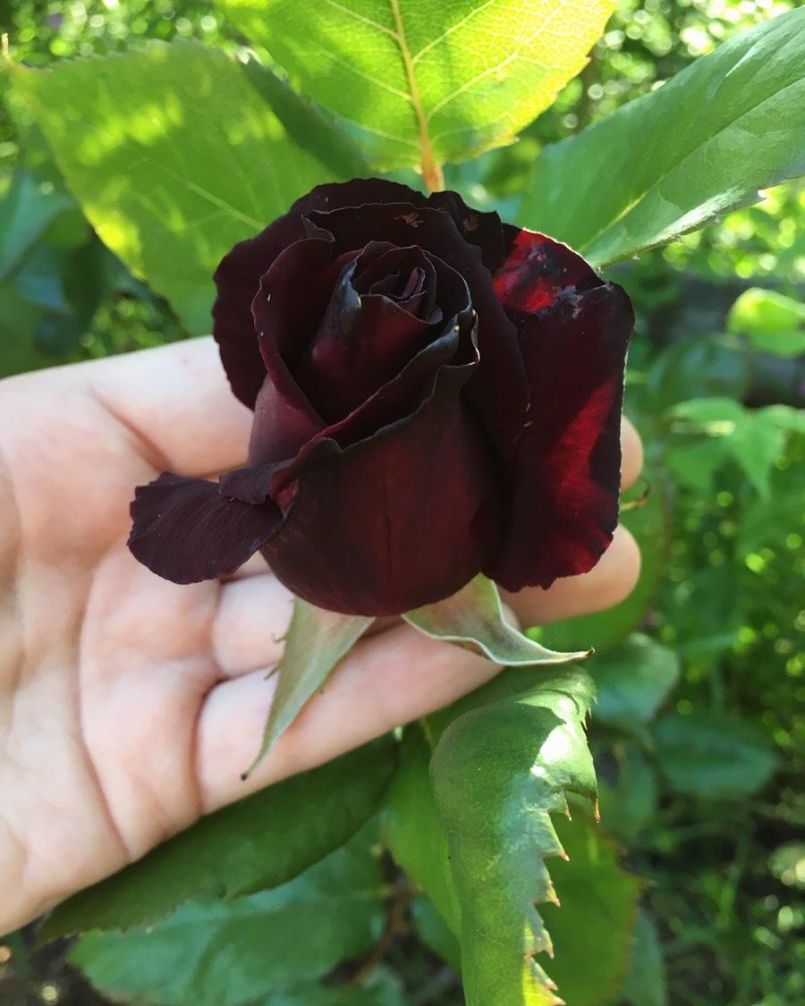 Photo of Rose (Rosa 'Black Baccara') uploaded by NyxOfTheFallen