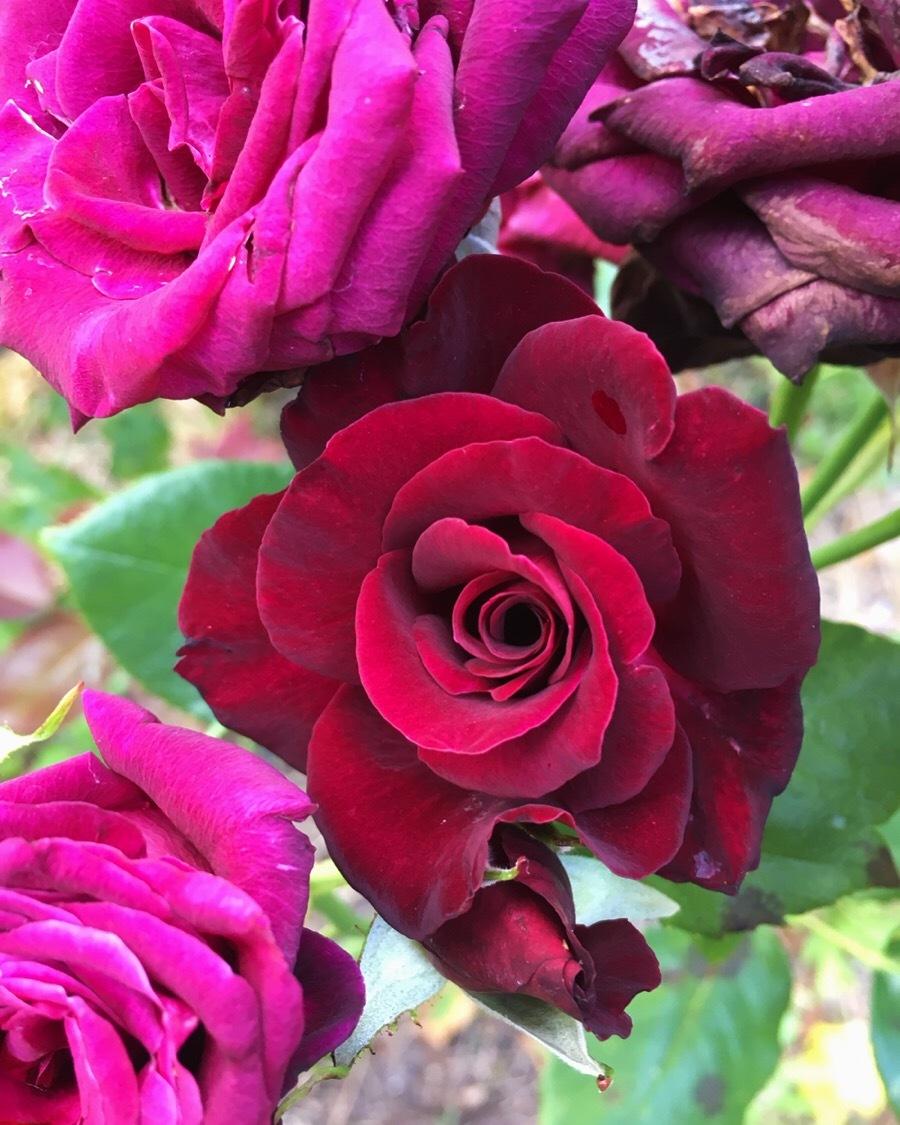 Photo of Rose (Rosa 'Black Baccara') uploaded by NyxOfTheFallen