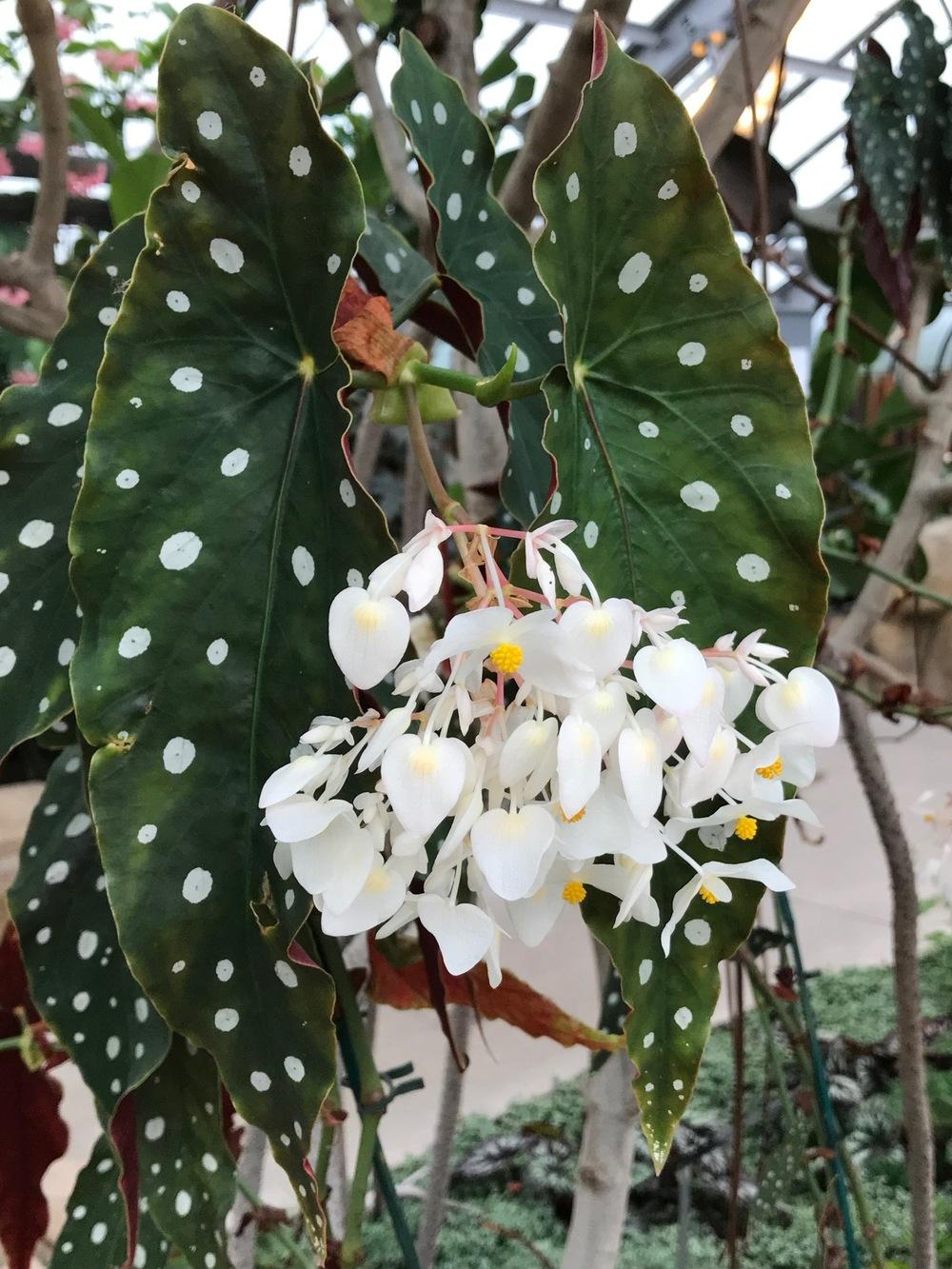 Photo of Polka Dot Begonia (Begonia maculata) uploaded by SL_gardener