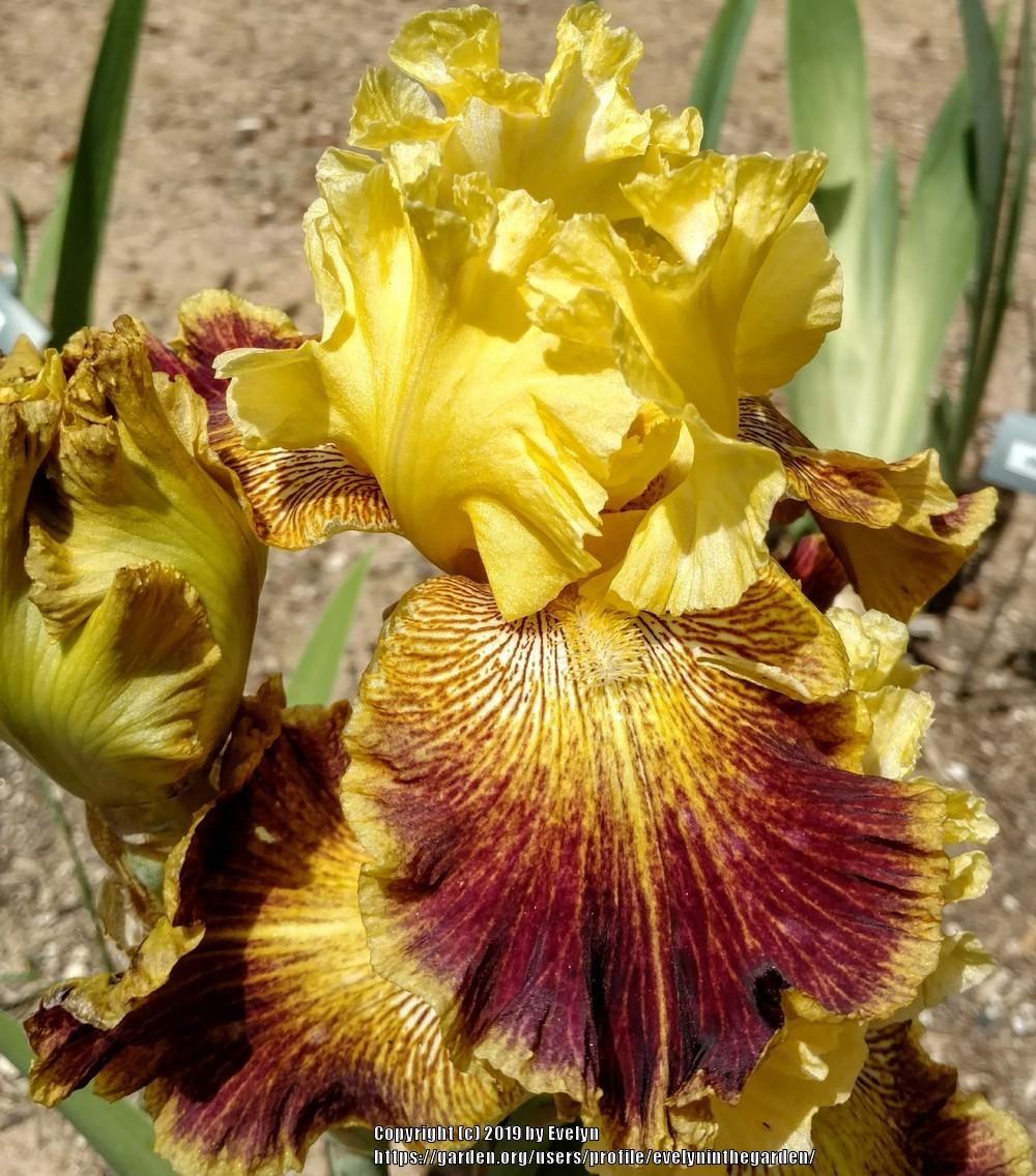Photo of Tall Bearded Iris (Iris 'French Riviera') uploaded by evelyninthegarden