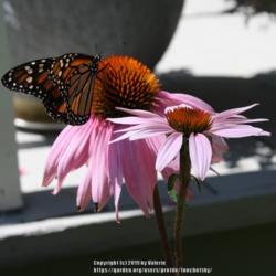 Location: My Garden, Ontario, Canada
Date: 2019-08-04
Monarch butterfly enjoying the purple coneflower in my garden.