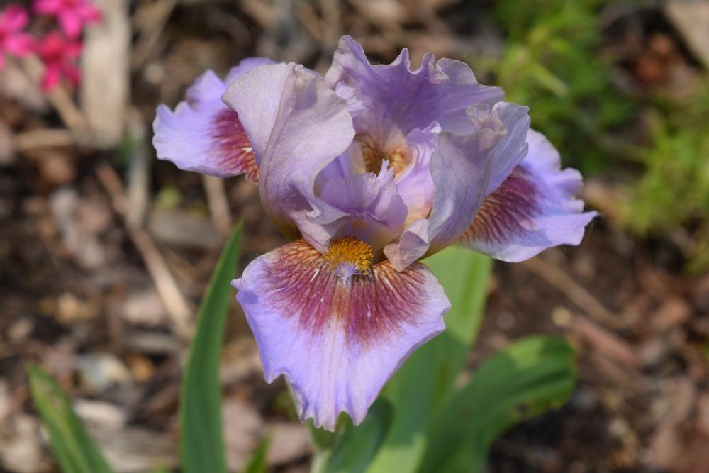 Photo of Standard Dwarf Bearded Iris (Iris 'Capiche') uploaded by Dachsylady86