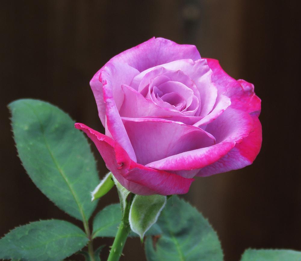 Photo of Rose (Rosa 'Paradise') uploaded by DebraZone9