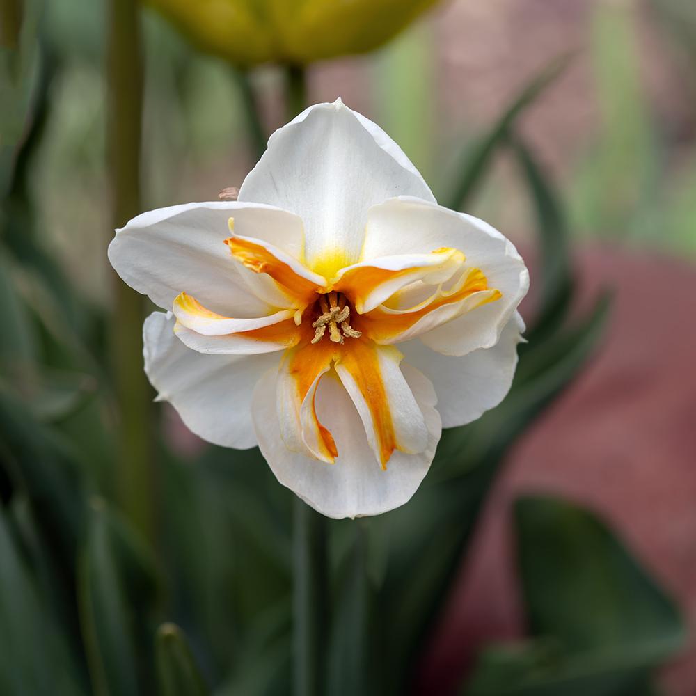Photo of Split-Cupped Papillon Daffodil (Narcissus 'Trepolo') uploaded by dirtdorphins