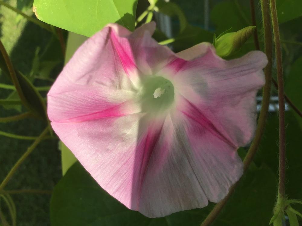 Photo of Morning Glory (Ipomoea 'Early Call Mixed') uploaded by gardenfish