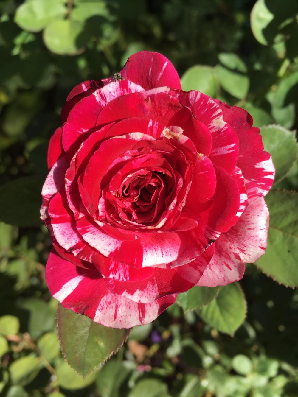 Photo of Rose (Rosa 'Scentimental') uploaded by reh0622
