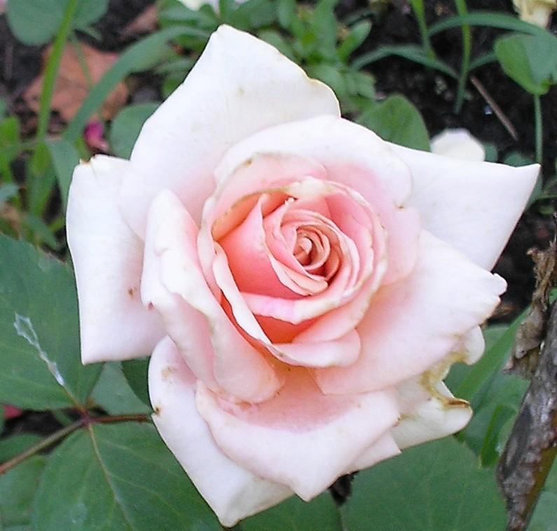 Photo of Rose (Rosa 'Ambiance') uploaded by zuzu
