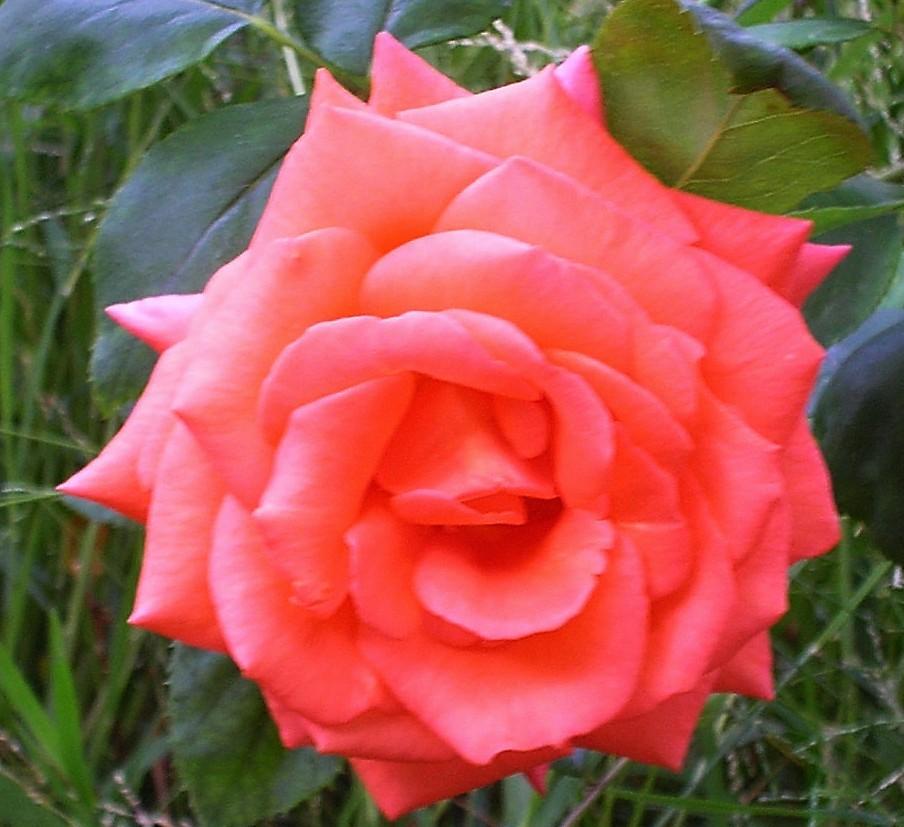 Photo of Rose (Rosa 'Shreveport') uploaded by zuzu