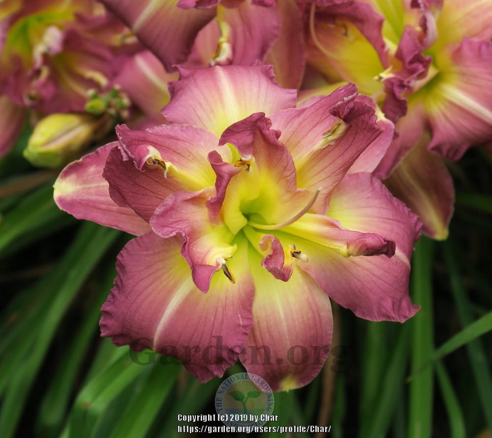 Photo of Daylily (Hemerocallis 'Almost Indecent') uploaded by Char