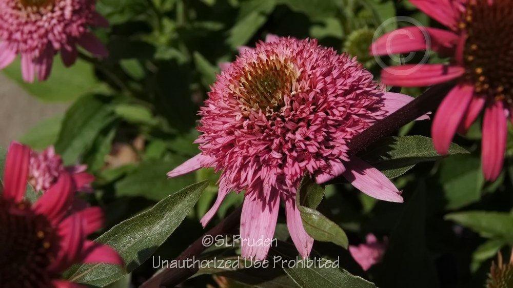 Photo of Coneflower (Echinacea Cone-fections™ Butterfly Kisses) uploaded by DaylilySLP