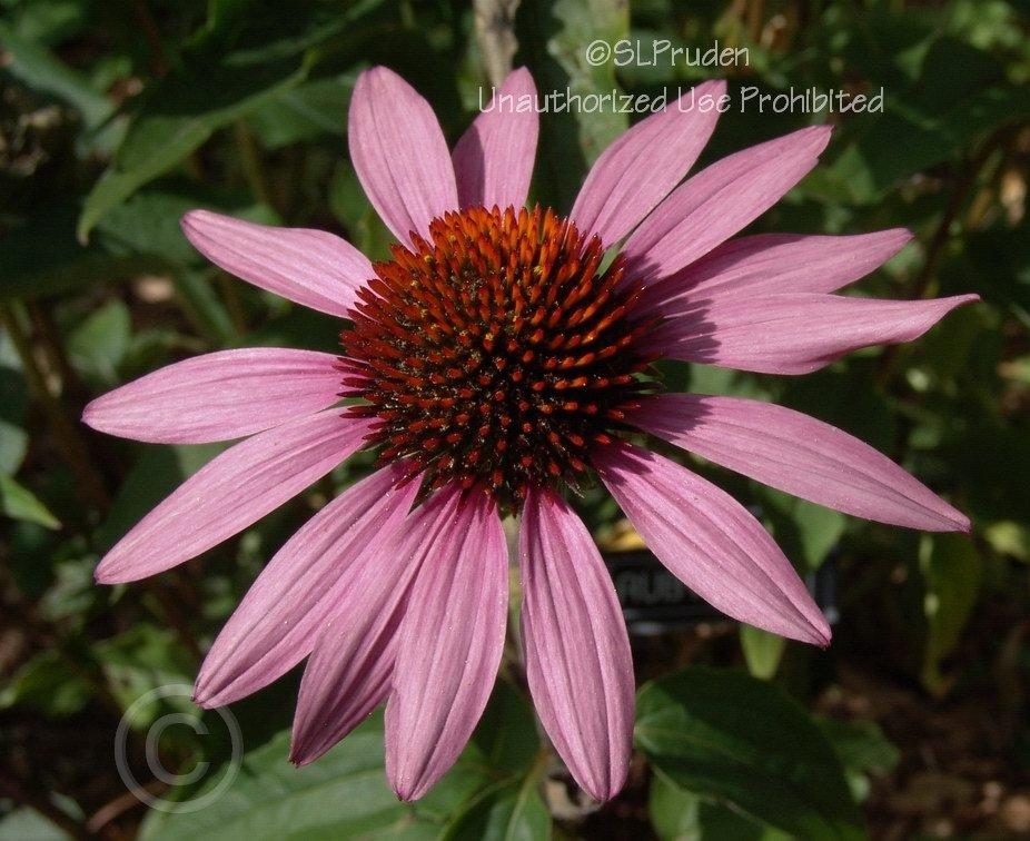 Photo of Coneflower (Echinacea Big Sky™ After Midnight) uploaded by DaylilySLP