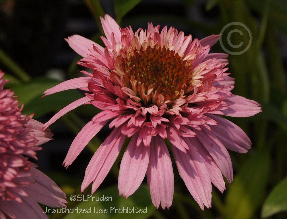 Photo of Coneflower (Echinacea Cone-fections™ Butterfly Kisses) uploaded by DaylilySLP