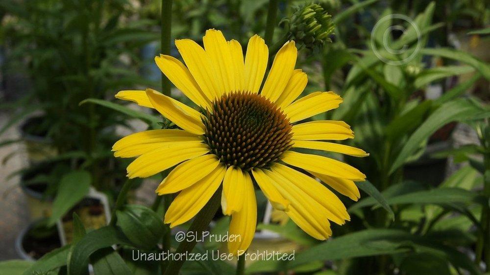 Photo of Coneflower (Echinacea Butterfly™  Cleopatra) uploaded by DaylilySLP