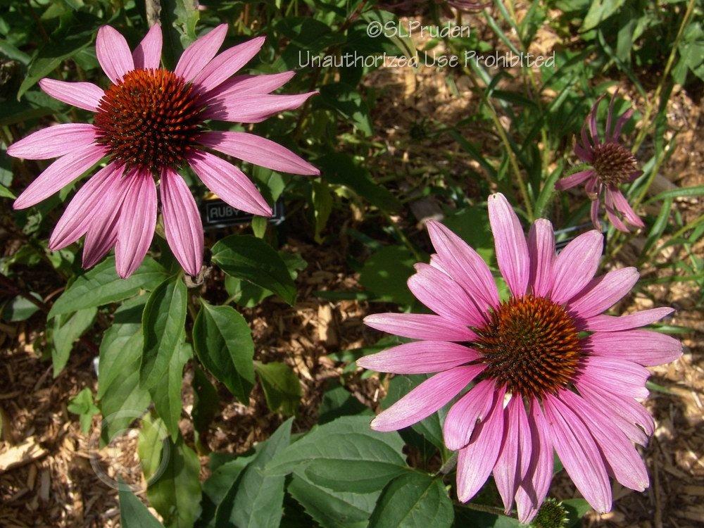 Photo of Coneflower (Echinacea Big Sky™ After Midnight) uploaded by DaylilySLP