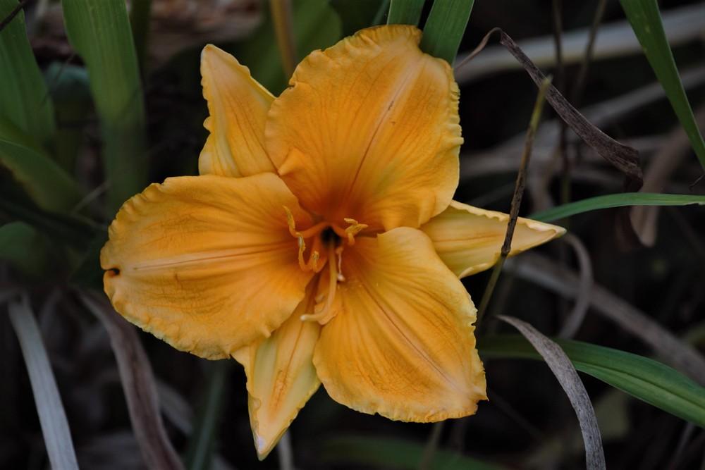 Photo of Daylily (Hemerocallis 'Golden Hibiscus') uploaded by Ina