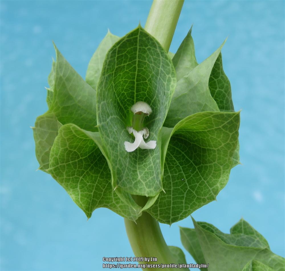 Photo of Bells of Ireland (Moluccella laevis) uploaded by plantladylin