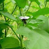 Bumblebee pollinating eggplant flower