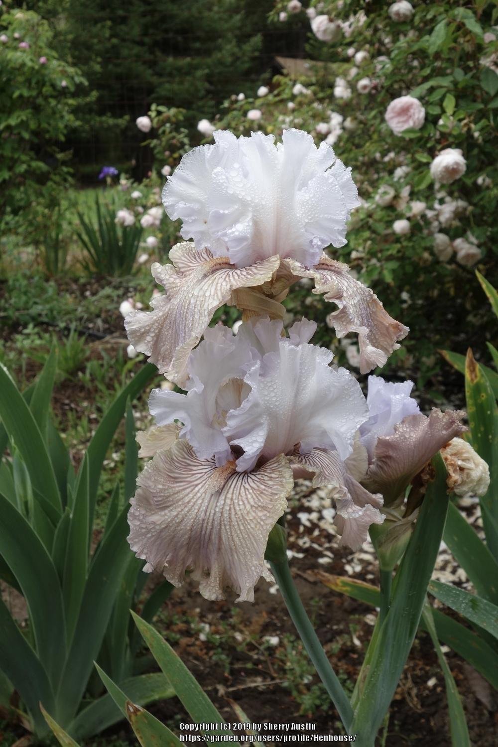 Photo of Tall Bearded Iris (Iris 'Tango Amigo') uploaded by Henhouse
