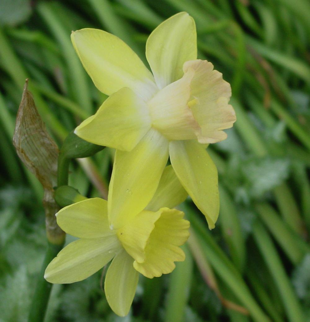 Photo of Jonquilla Narcissus (Narcissus 'Blushing Lady') uploaded by MaryDurtschi
