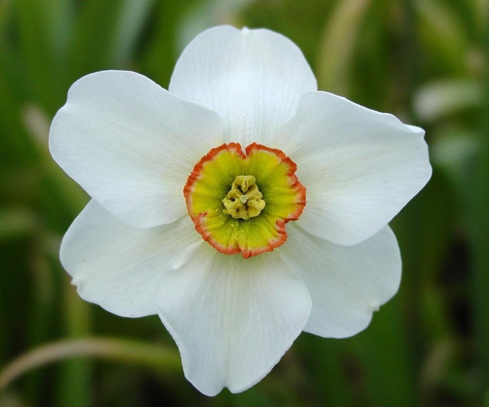 Photo of Poeticus Daffodil (Narcissus 'Angel Eyes') uploaded by MaryDurtschi
