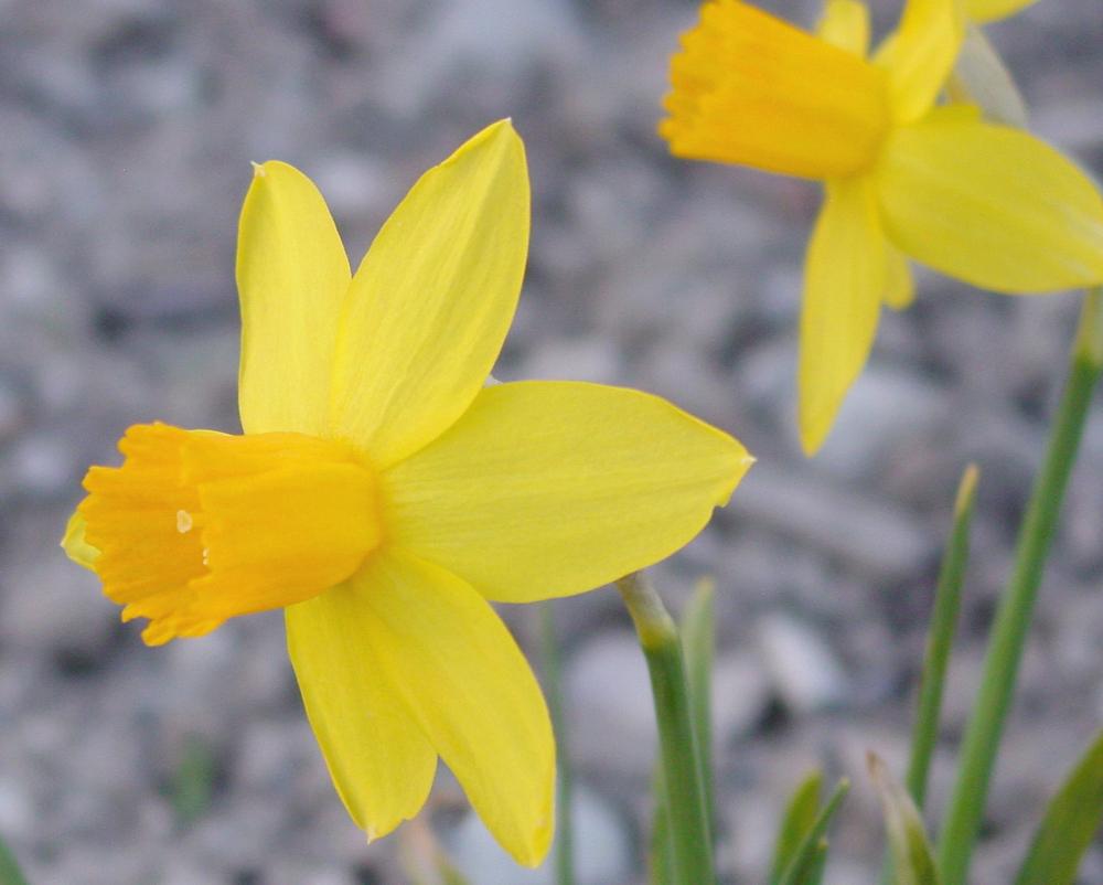 Photo of Cyclamineus Daffodil (Narcissus 'Itzim') uploaded by MaryDurtschi
