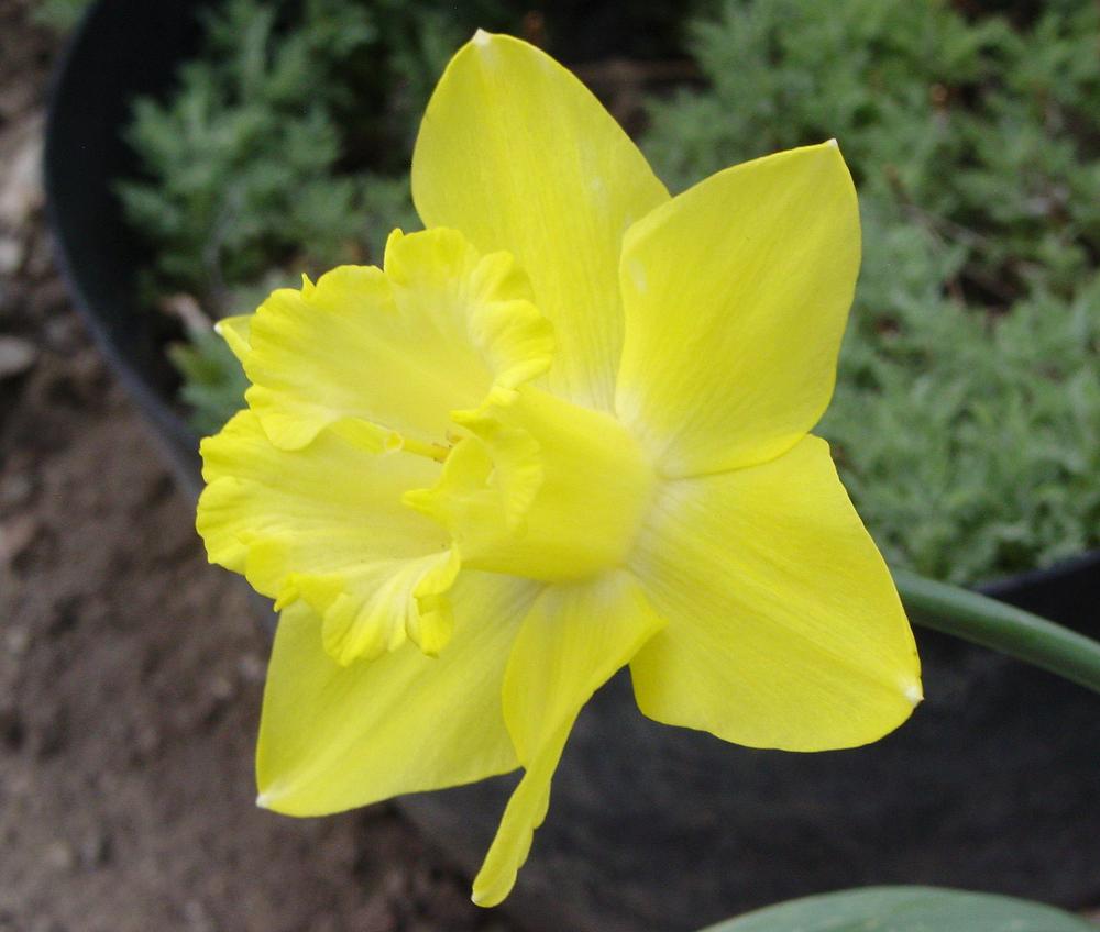 Photo of Trumpet Daffodil (Narcissus 'Spellbinder') uploaded by MaryDurtschi