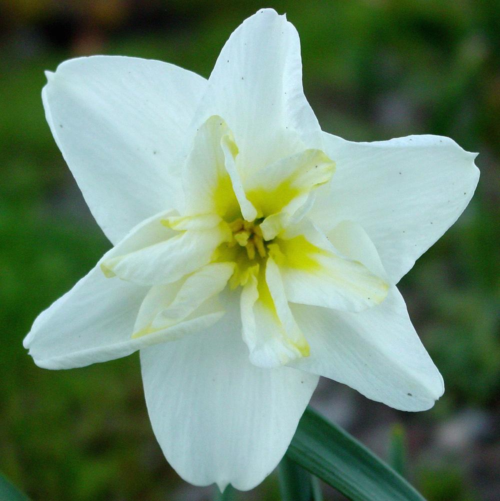 Photo of Split-Cupped Papillon Daffodil (Narcissus 'Lemon Beauty') uploaded by MaryDurtschi