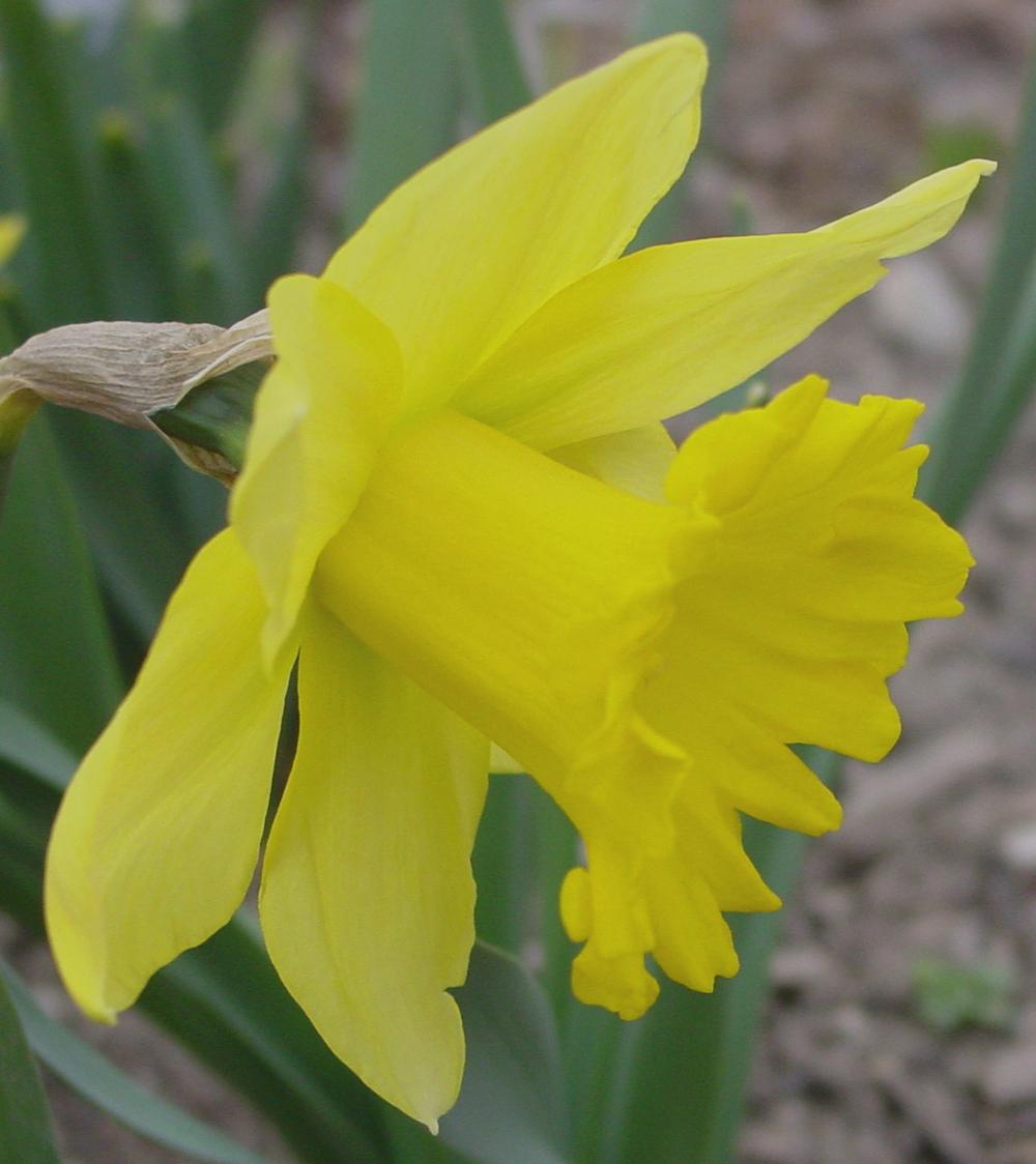 Photo of Trumpet daffodil (Narcissus 'Rijnveld's Early Sensation') uploaded by MaryDurtschi