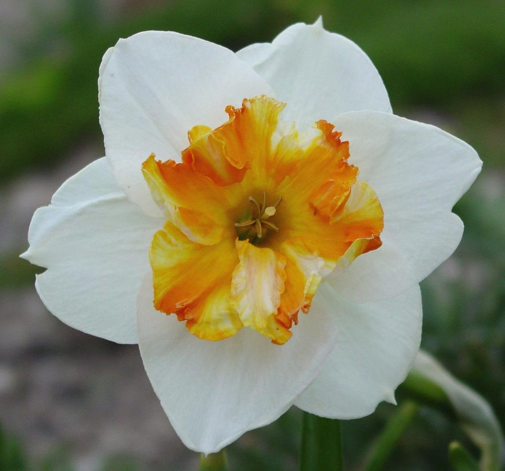 Photo of Split-Cupped Papillon Daffodil (Narcissus 'Trepolo') uploaded by MaryDurtschi