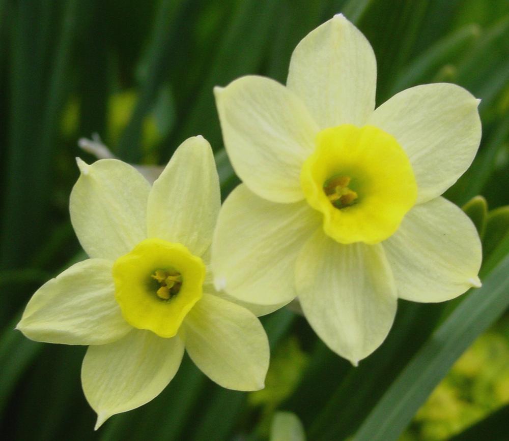 Photo of Tazetta Daffodil (Narcissus 'Minnow') uploaded by MaryDurtschi