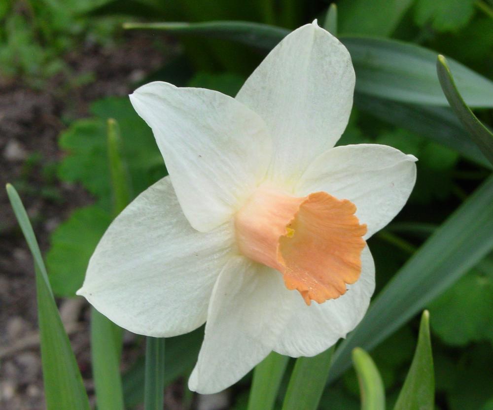 Photo of Cyclamineus Narcissus (Narcissus 'Kaydee') uploaded by MaryDurtschi
