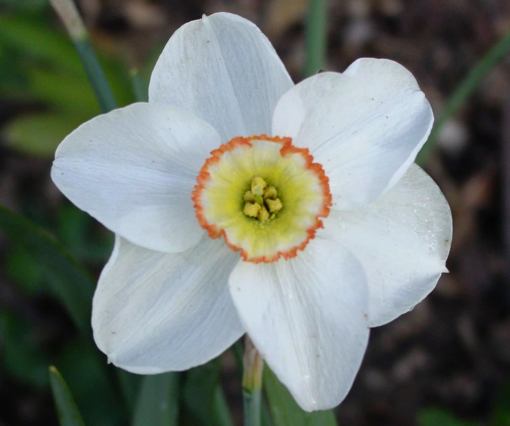 Photo of Small-Cupped Daffodil (Narcissus 'Dreamlight') uploaded by MaryDurtschi