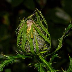 Location: Winder, Georgia
Date: 2019-08-18
Thistle Bud With A Treehopper 001