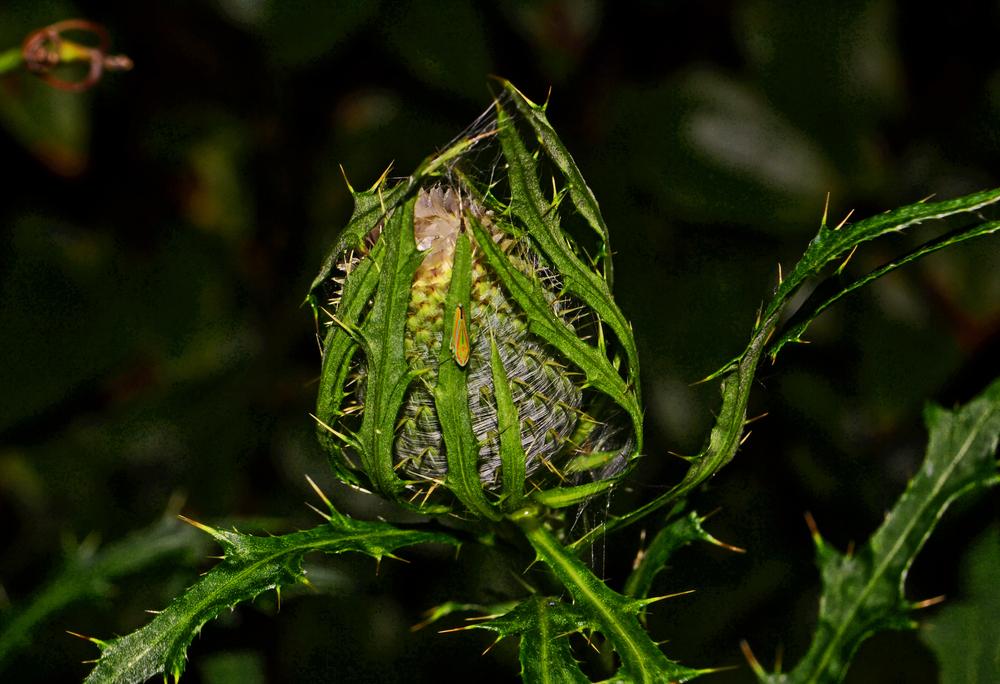 Photo of Thistle (Cirsium) uploaded by dawiz1753