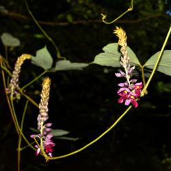 Location: Winder, Georgia
Date: 2019-08-15
Kudzu Blossom Balancing On The Vine 002