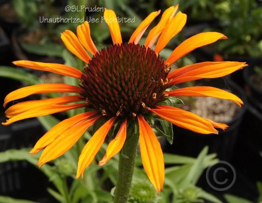Photo of Coneflower (Echinacea 'Flame Thrower') uploaded by DaylilySLP