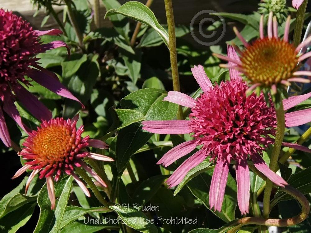 Photo of Coneflower (Echinacea Double Scoop™ Bubble Gum) uploaded by DaylilySLP