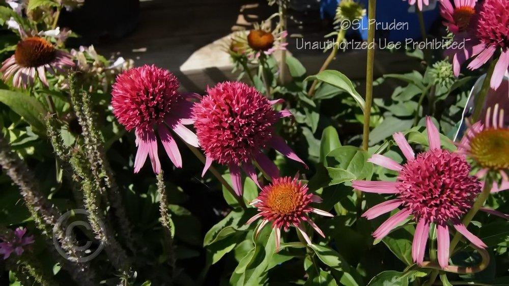 Photo of Coneflower (Echinacea Double Scoop™ Bubble Gum) uploaded by DaylilySLP