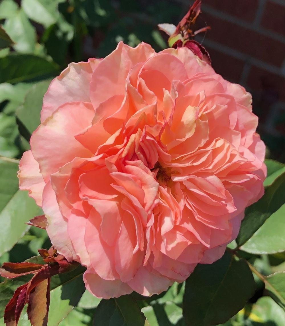 Photo of Rose (Rosa 'Savannah') uploaded by MGKing
