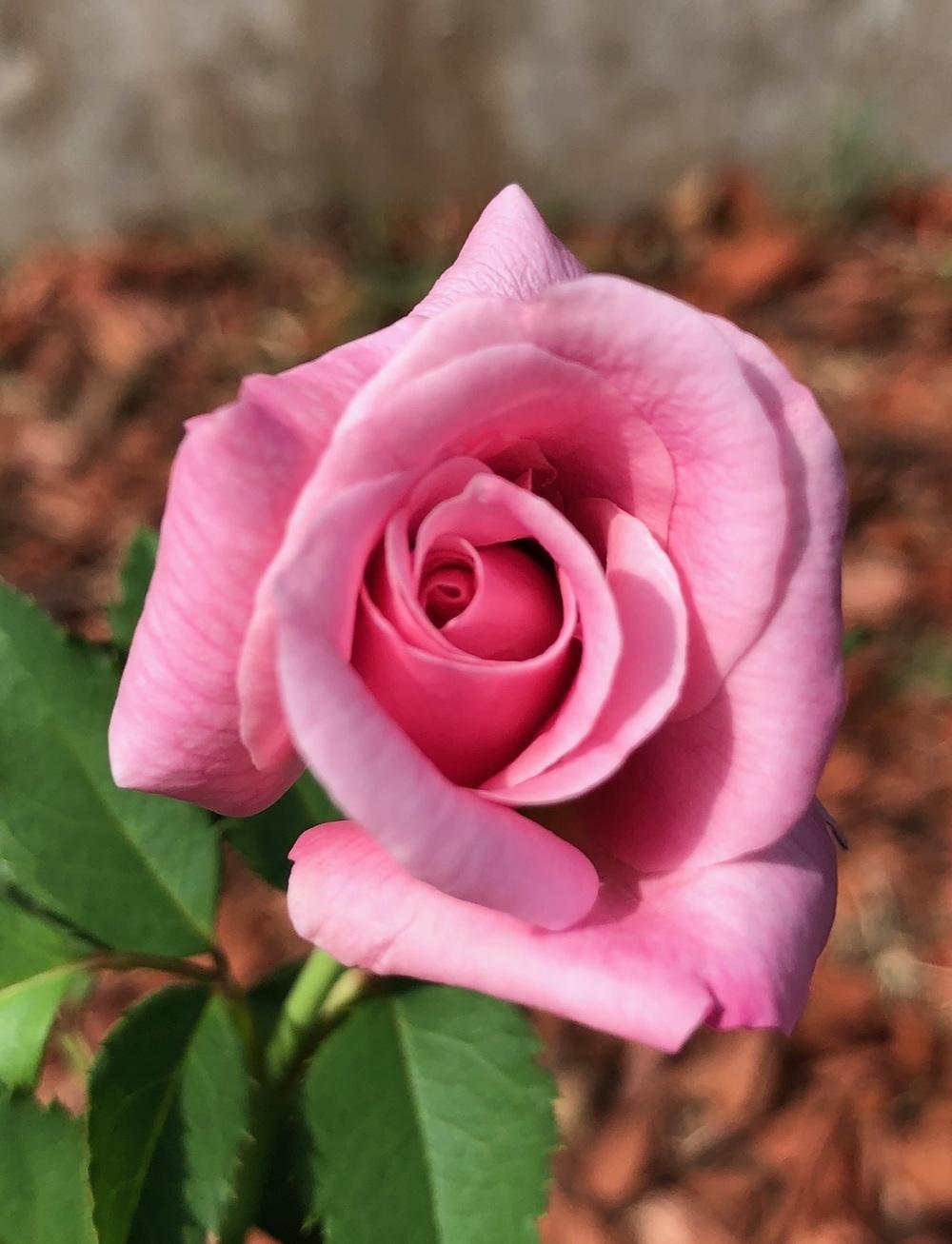 Photo of Rose (Rosa 'Belinda's Dream') uploaded by MGKing