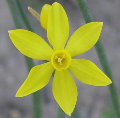 Photo of Species Daffodil (Narcissus jonquilla) uploaded by MaryDurtschi