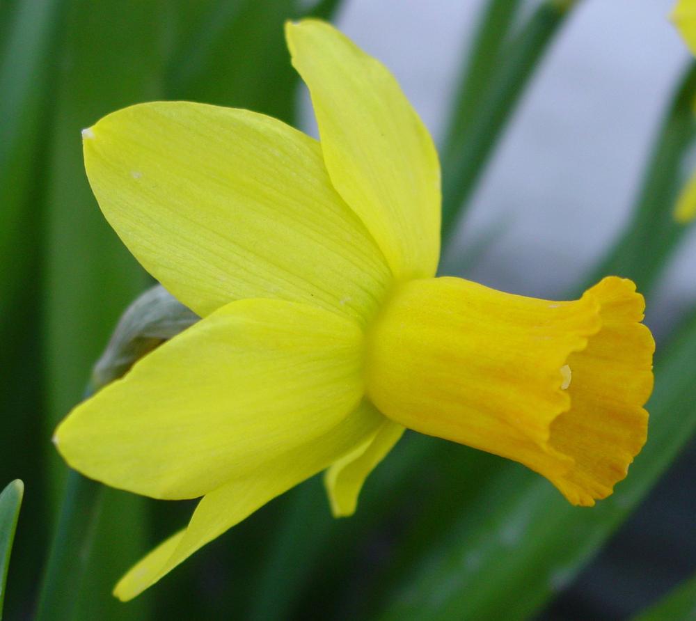 Photo of Cyclamineus Daffodil (Narcissus 'Jetfire') uploaded by MaryDurtschi