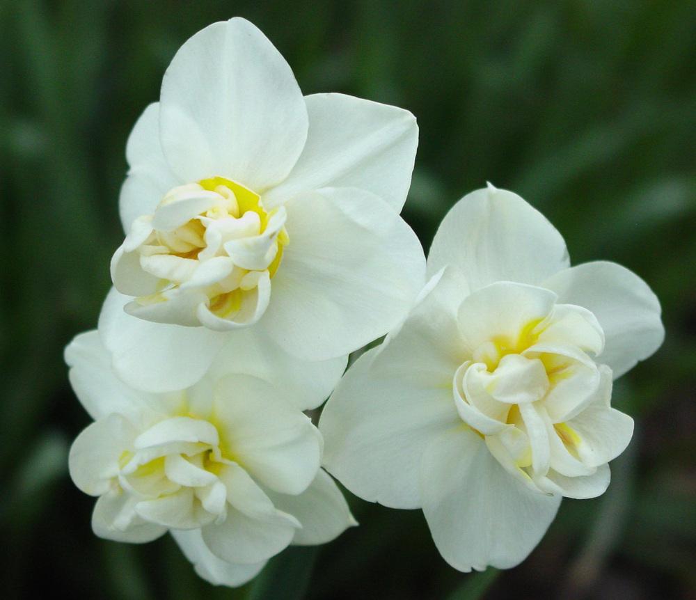 Photo of Double Daffodil (Narcissus 'Cheerfulness') uploaded by MaryDurtschi