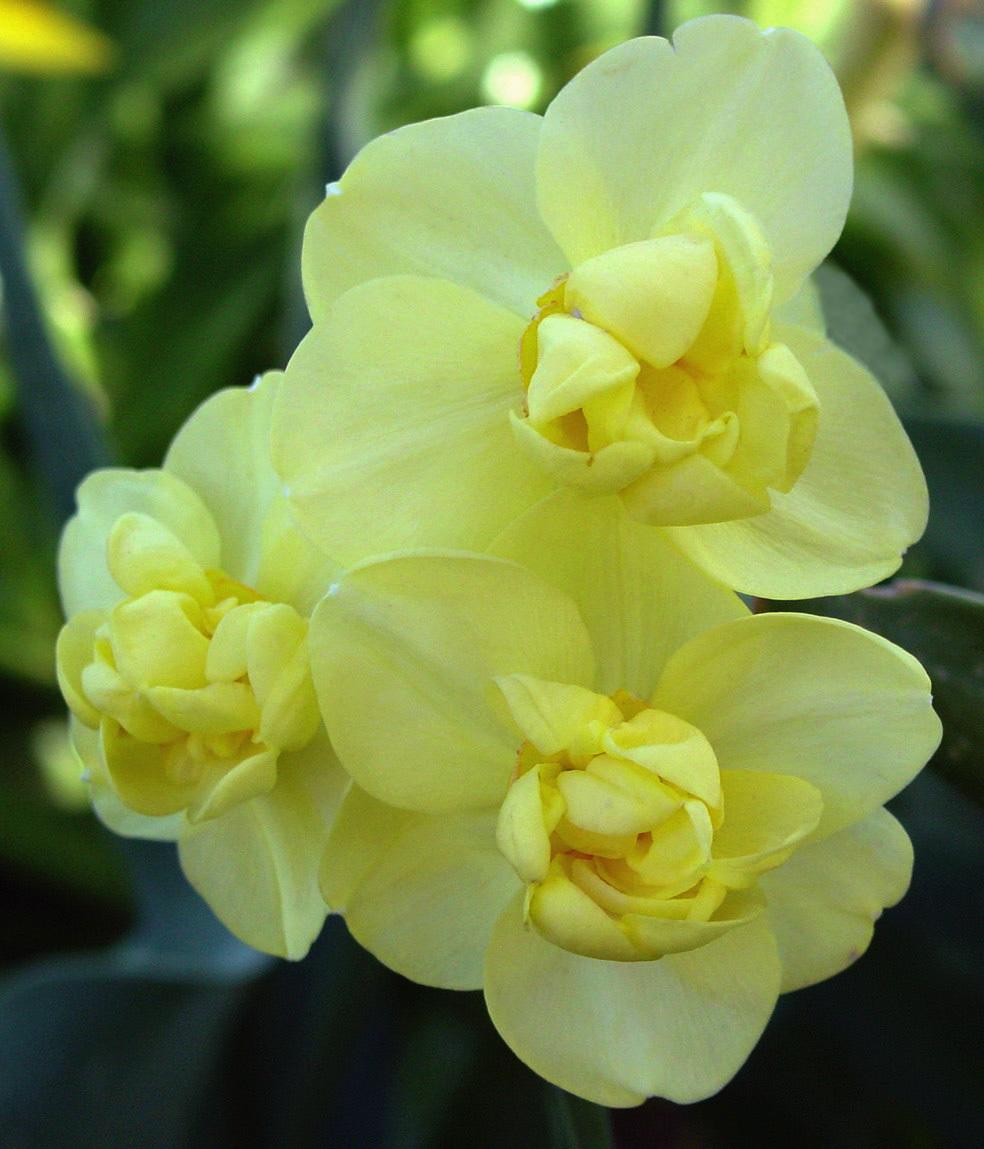 Photo of Double Daffodil (Narcissus 'Yellow Cheerfulness') uploaded by MaryDurtschi