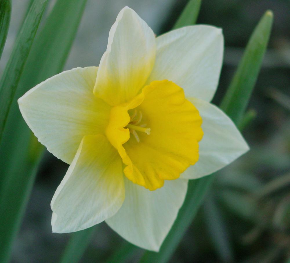 Photo of Jonquilla Daffodil (Narcissus 'Derringer') uploaded by MaryDurtschi