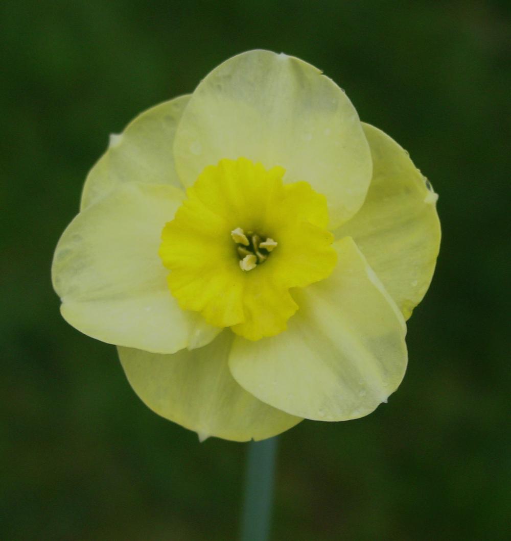 Photo of Jonquilla Daffodil (Narcissus 'Sun Disc') uploaded by MaryDurtschi